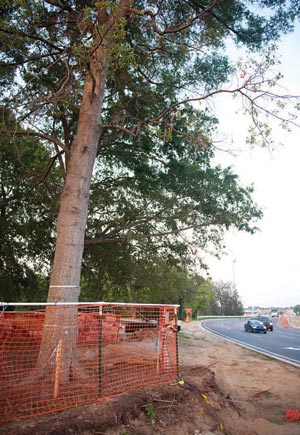 Johnnie Dodds Construction - Trees to be Saved