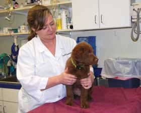 Dr. Steele with dog