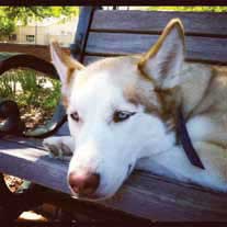 Athena the Husky, Mount Pleasant, SC