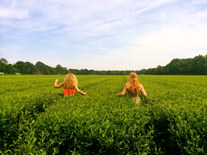 Girls in Tea Field