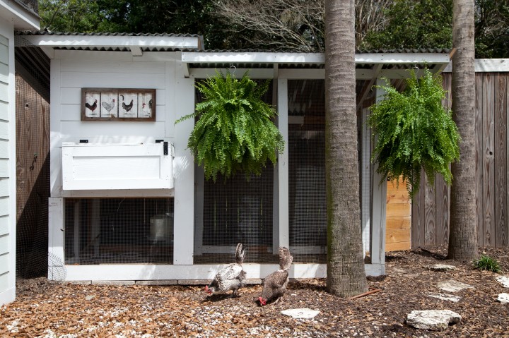 Chicken Coop in Mt Pleasant, SC