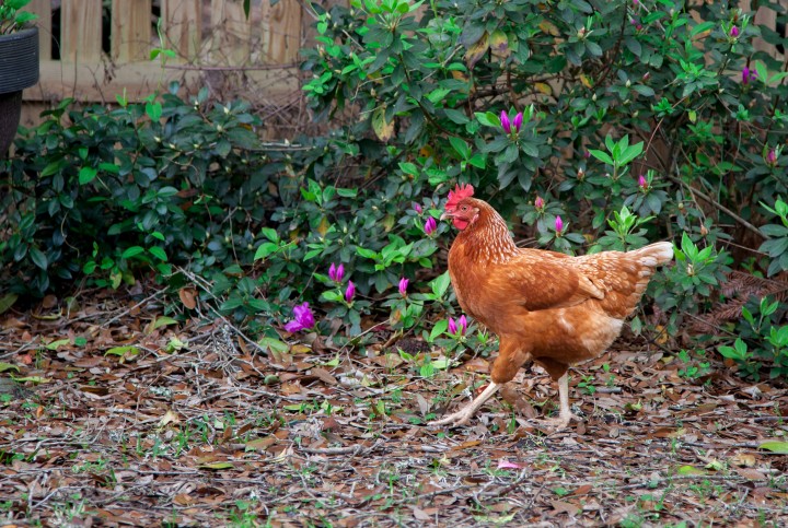 Chickens in Mt Pleasant