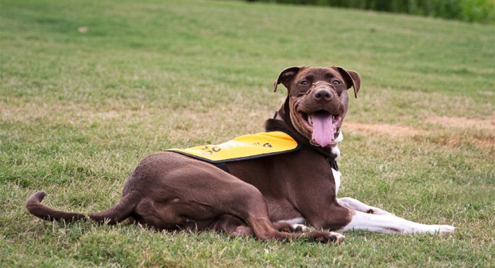 Caitlyn, rescued in Mount Pleasant, SC. Charleston Animal Society.