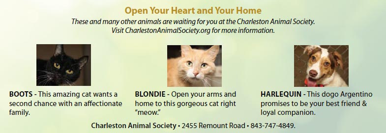 Charleston Animal Society ... open your heart and home for our little friends