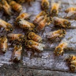 Creating a Buzz: Honey Bee Advocacy in East Cooper