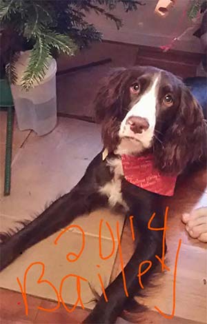 Bailey the English Springer Spaniel, Valierie Romanelli - East cooper's Pets