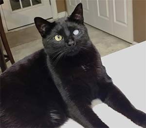 Jordy "Bubba" Musiol the black domestic cat