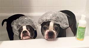 louie-and-lillie-the-boston-terriers-kelli-coulter