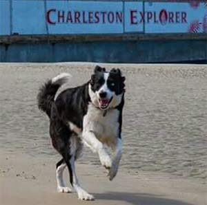 Marley the Border Collie, Tripp Hanna - East Cooper Pets