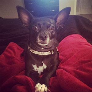 Olive the Chihuahua, Haley Carter