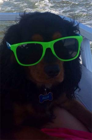 Ollie the King Charles Cavalier, Kelly Antonevich - East Cooper Pets