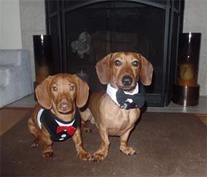 Razzy and Toby the Dachshunds, Elin and Russell Philpot