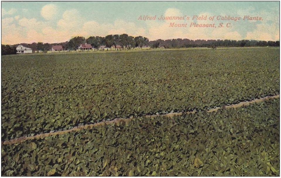 cabbage-farm