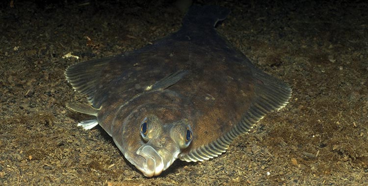A flounder on the riverbed