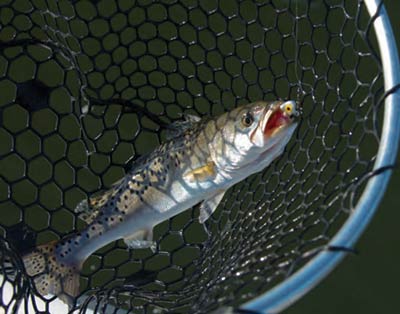 Inshore Fishing in the Lowcountry