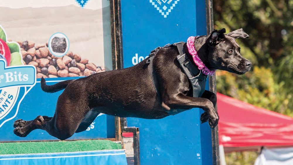 Hope Rose, a black Lab who lives in Mount Pleasant, has fallen in love with the DockDog competition.