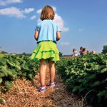 Boone Hall Farms’ U-Pick Fields: Spring’s Iconic Red Berry is Back