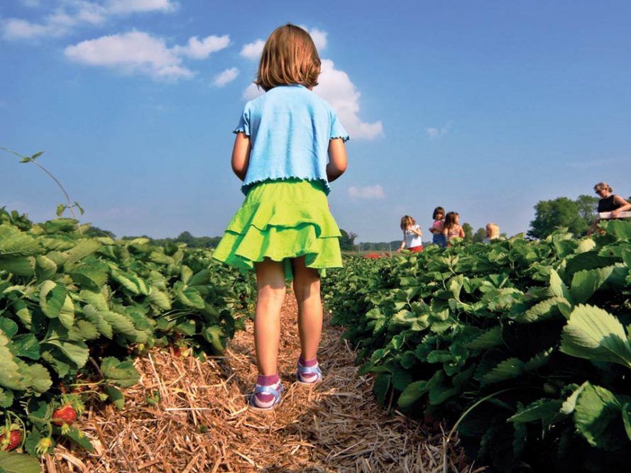 A young girl walking through rows of strawberries at Boone Hall Farms’ U-Pick Fields