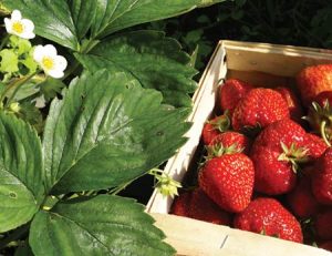 Mouthwatering strawberries from Boone Hall Farms’ U-Pick Fields in Mount Pleasant, SC