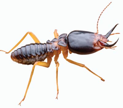 Enlarged photo of a termite, ready to take a bite of Mount Pleasant's homes