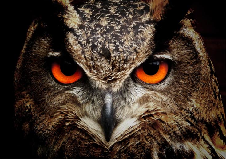 Photo of an owl. "keen eyes"