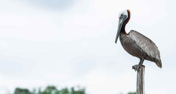 The Pelican Brief: A Bird’s Eye View of Mount Pleasant’s Shem Creek