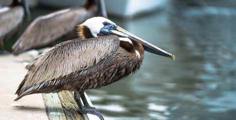 Pelicans on a dock in Shem Creek.