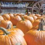 Celebrate Fall at the Boone Hall Pumpkin Patch