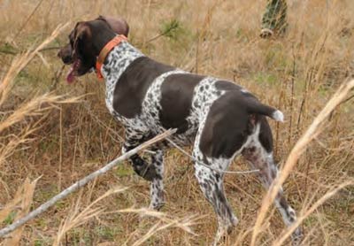 The hunting dog points toward the hunter's prey.