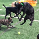 Dogs getting some "Playtime Paradise" at Pooch Palace