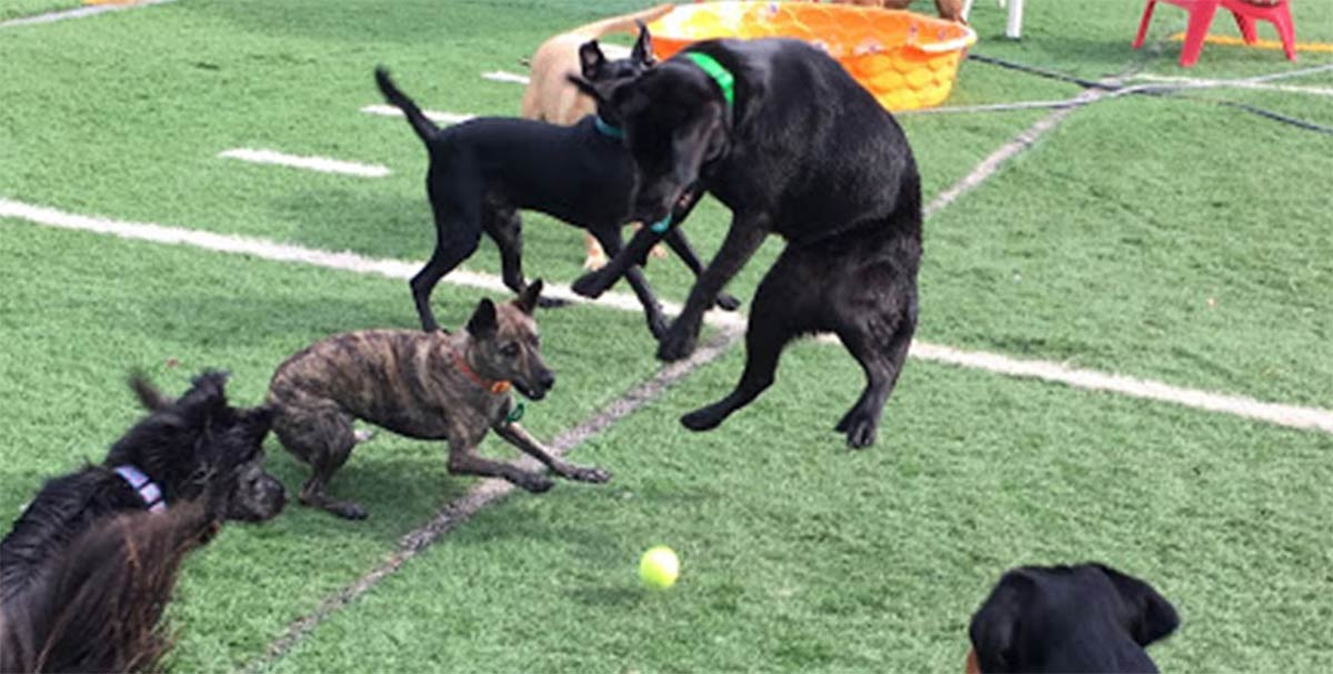 Dogs getting some "Playtime Paradise" at Pooch Palace