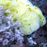 Coral Reef photo. Photo credit NOAA.