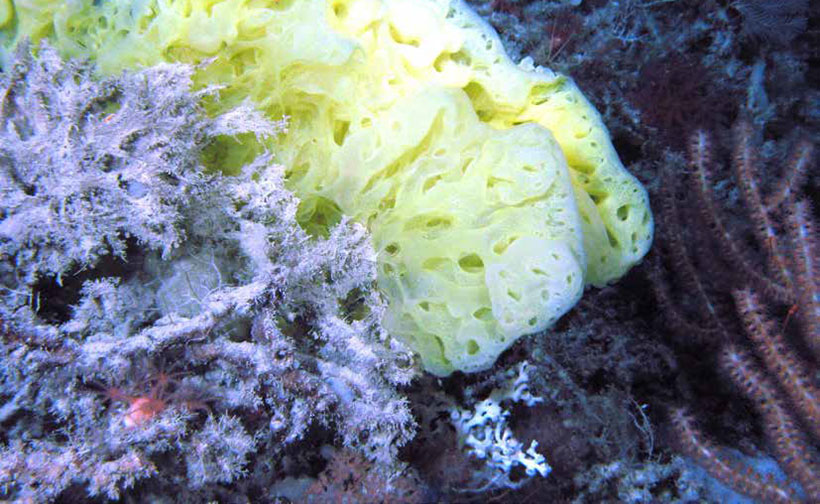 Coral Reef photo. Photo credit NOAA.