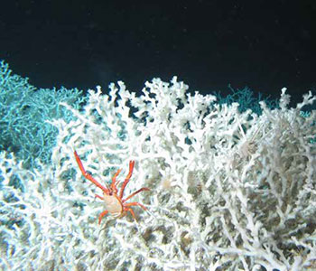 The bright red squat-lobster is of ten seen among the live coral colonies, with arms raised to grab anything edible that passes by.