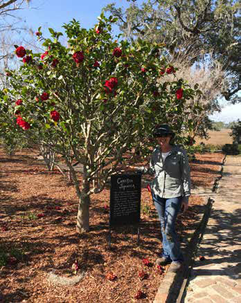 Master Gardener Catherine Burrous stands next to a Camellia tree at Boone Hall.