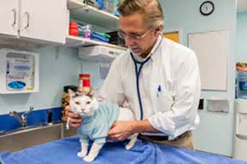 Dr. David Steele caring for one of his feline patients during an office visit.