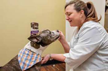 Dr. Leslie Steele cares for one of her canine patients.