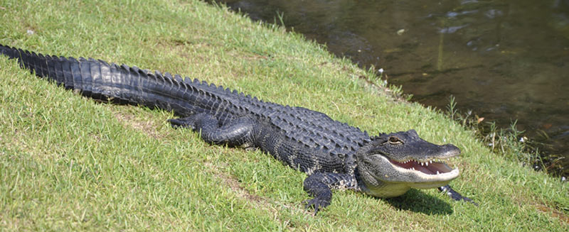 An alligator