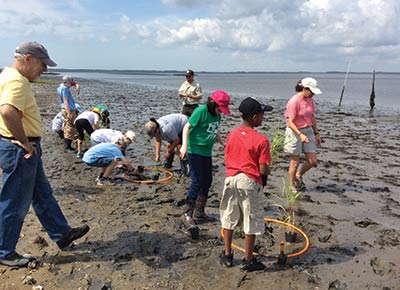 James B. Edwards students take part in a sporobolus grass transplant on Wadmalaw Island.