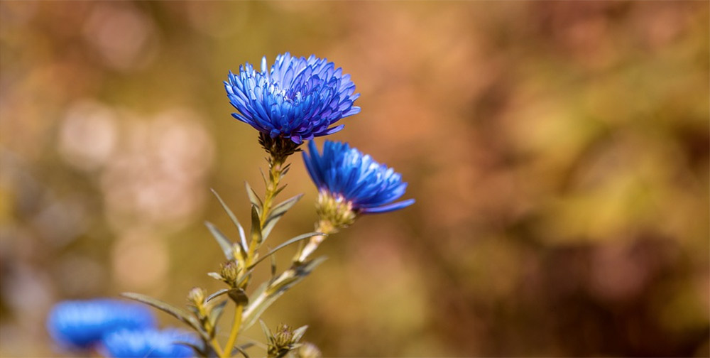 Fall flowers