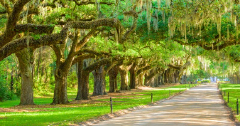 Scenic Boone Hall Plantation