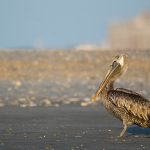 2018: A brown pelican standing on what is left of Crab Bank.