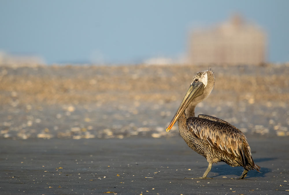 2018: A brown pelican standing on what is left of Crab Bank.