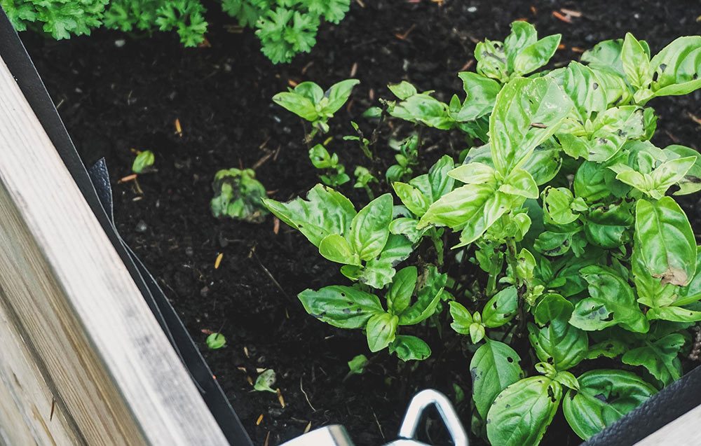 A garden planter suitable to use for growing vegetables.