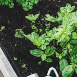 A garden planter suitable to use for growing vegetables.