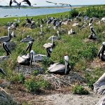 The Return of Crab Bank: Seabird Sanctuary Renourishment Expected to Bring Back Colonies of Nesting Coastal Birds