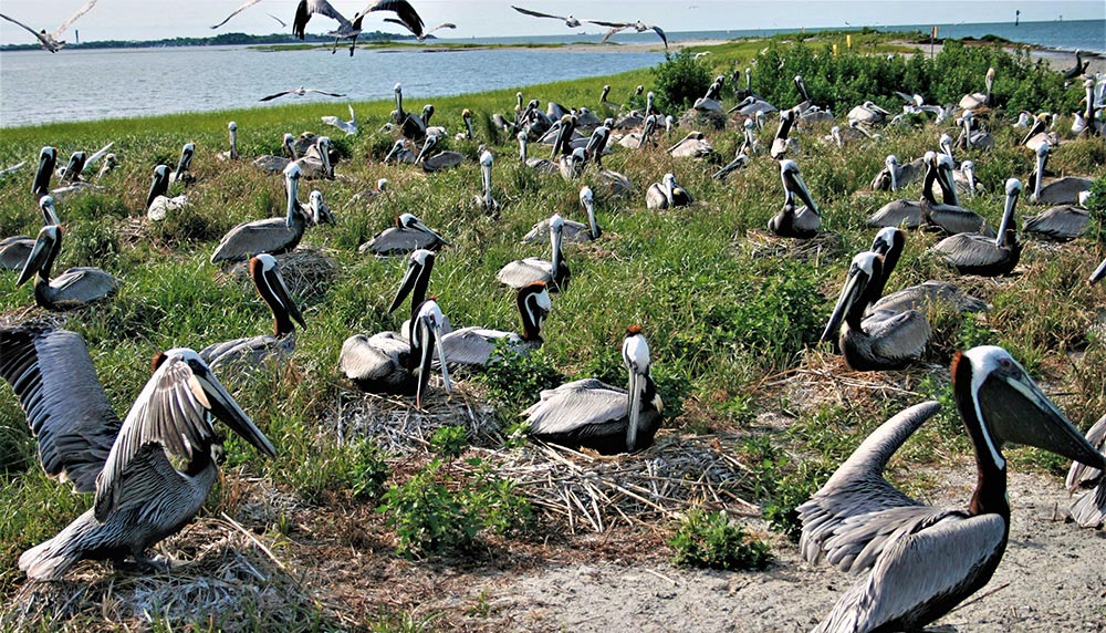 Crab Bank photo. Photo by Felicia Sanders.