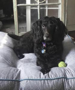 Blue the Boykin Spaniel