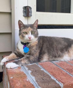 Mabel the Calico Cat