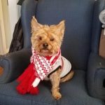 Piper Johnson Coleman the Yorkshire Terrier